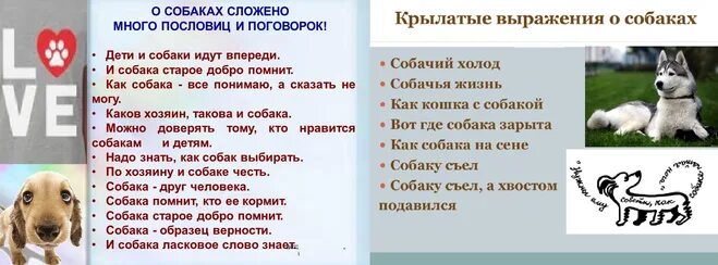 Сон собаки выражение