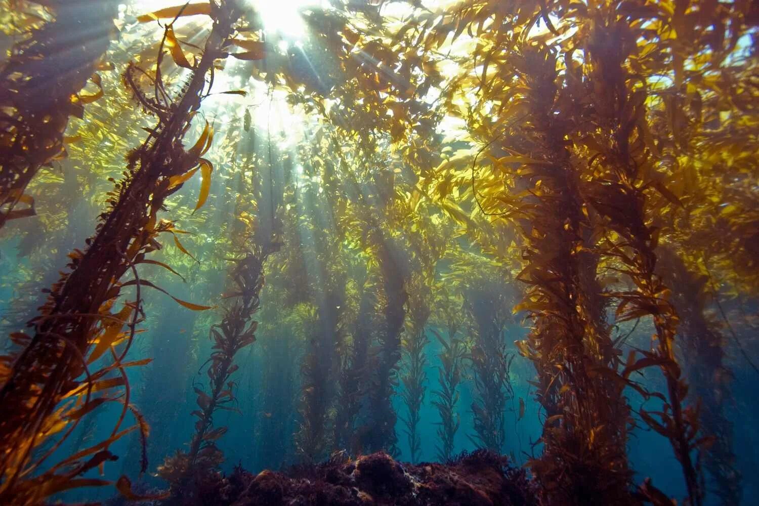 Водоросли undaria pinnatifida. Нереоцистис водоросль. Келп бурая водоросль. Бурые морские водоросли это. Бурые водоросли laminaria.