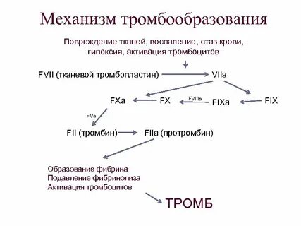 Этапы тромбоза
