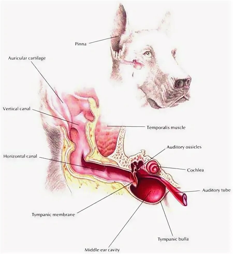 Сколько у собаки ушей. Строение среднего уха собаки. Строение уха собаки снаружи.