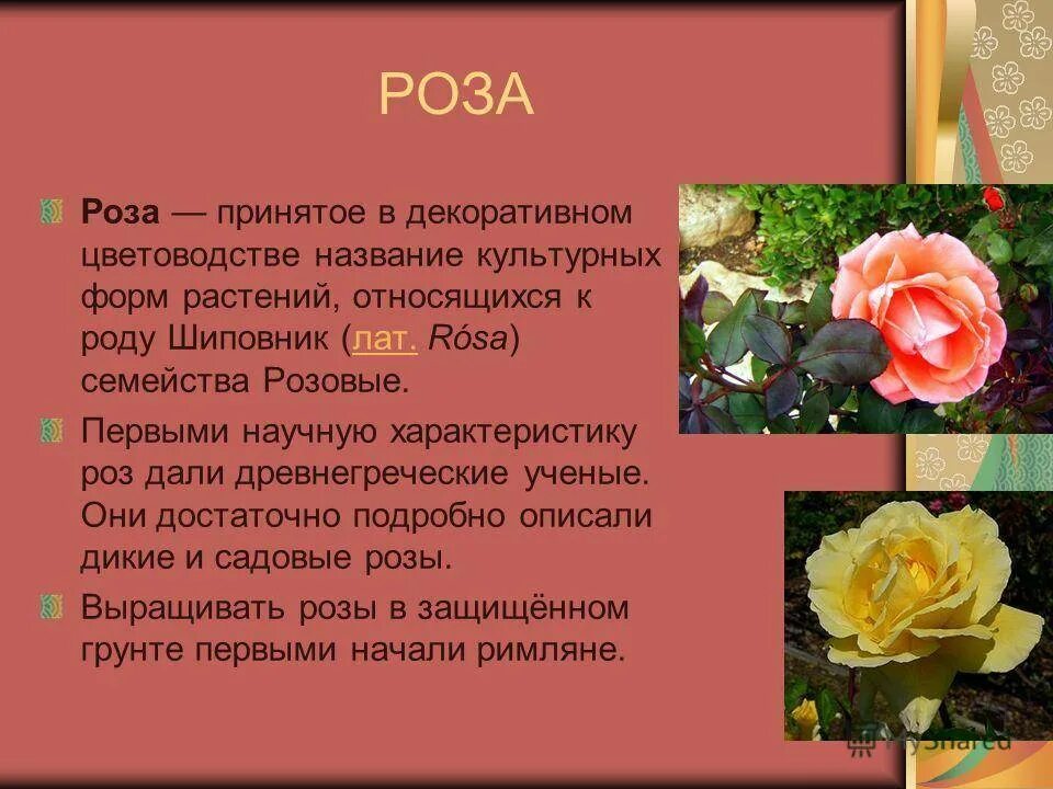 Как описать розу. Описание розы 3 класс. Описание цветка розы. Научное описание розы. Доклад о Розе.