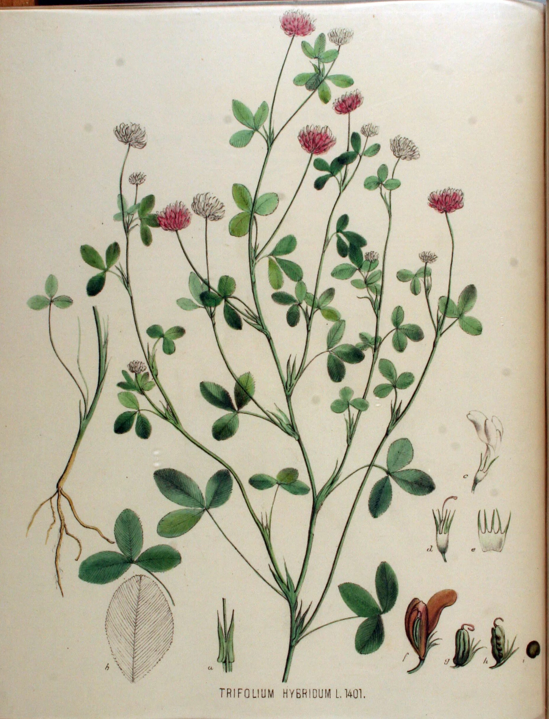 Клевер гибридный (Trifolium hybridum). Клевер ползучий розовый. Гербарий Клевер Клевер Луговой. Клевер гибридный розовый. Гибридный латынь