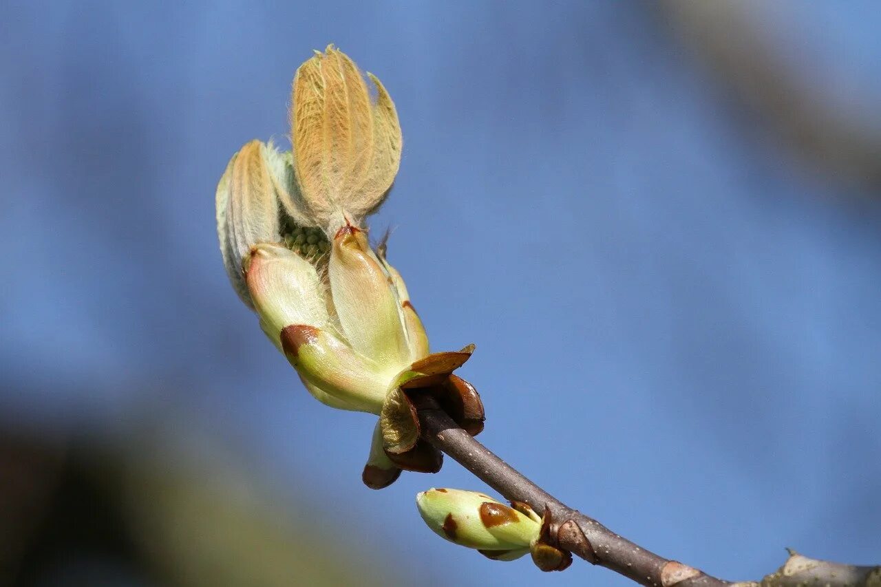 Почки деревьев весной какие. Каштан распускается почки. Aesculus hippocastanum почки. Липа распускание почек. Конский каштан обыкновенный почки.