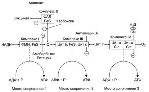 Цепь переноса