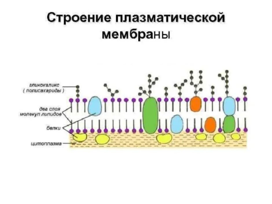 Схема строения плазматической мембраны. Схема плазматической мембраны клетки. Схема строения плазматической мембраны клетки. Схема строения цитоплазматической мембраны.