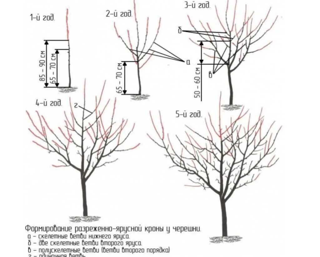 Когда сажать вишню весной. Схема формирования разреженно-ярусной кроны яблони. Формирование яблони разреженно ярусная крона. Формирование кроны черешни.