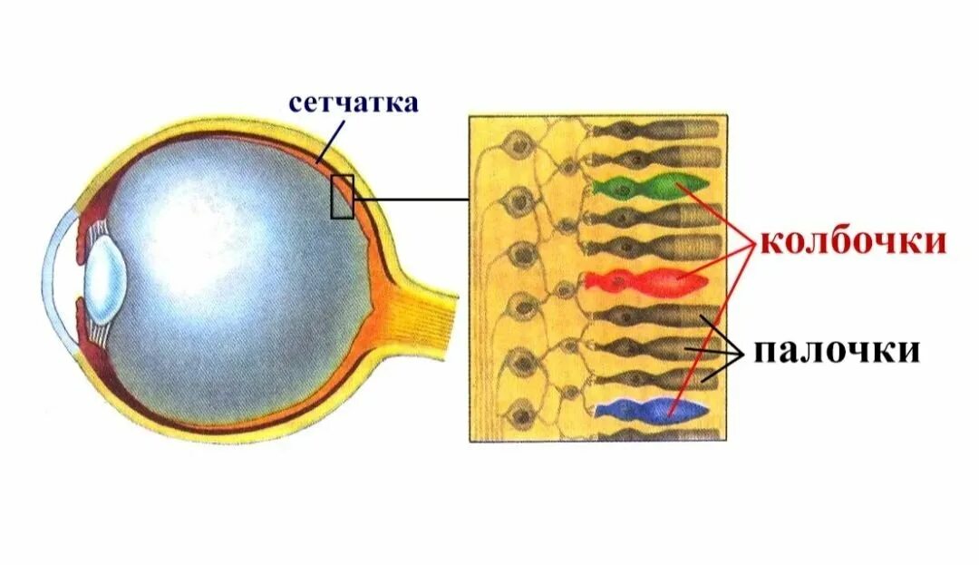 Строение глаза колбочки и палочки. Палочки и колбочки сетчатки строение. Зрительный анализатор палочки и колбочки. Рецепторы глаза палочки и колбочки. Колбочки сетчатки находятся