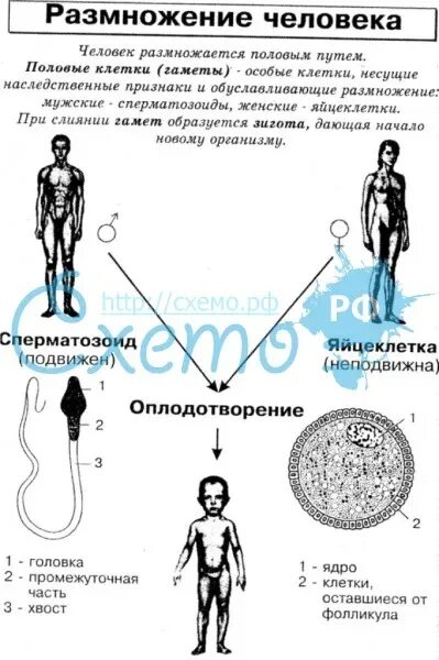 Половое размножение людей. Биология 8 класс размножение человека. Половое размножение человека биология. Размножение людей практика. Половая система человека 9 класс