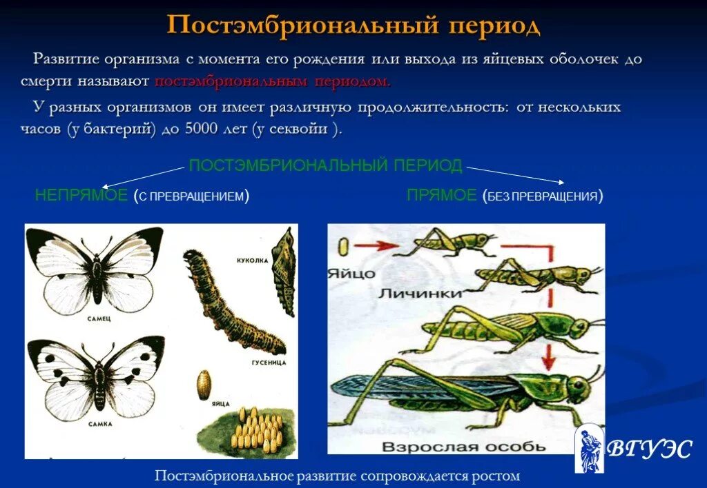 Постэмбриональное развитие. Постэмбриональный период. Периоды постэмбрионального развития. Постэмбриональное развитие организмов.