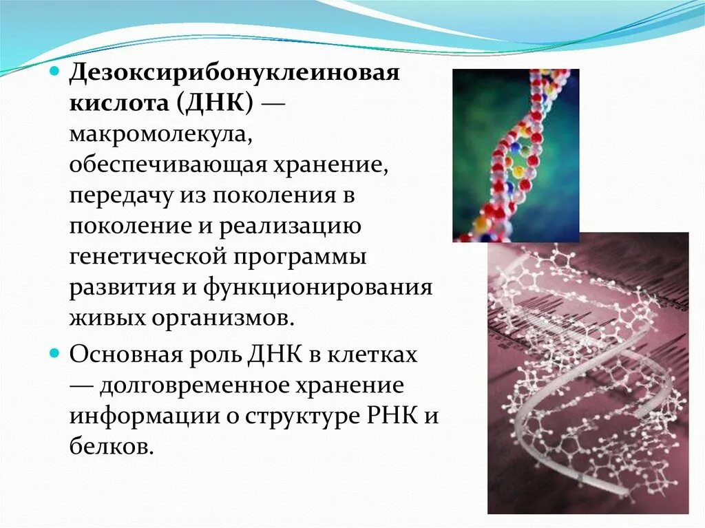 Хранит и передает наследственную информацию