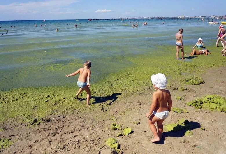 Как называется цветение моря. Черное море цветет анапа. цветение моря в анапе. цветение моря в анапе 2025. анапа витязево море цветет.