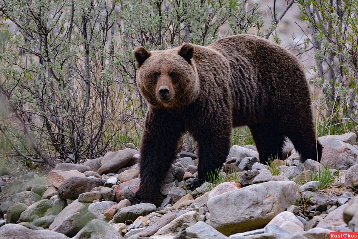 Бурый медведь в тайге. Сибирский бурый медведь. Таежный бурый медведь. Бурый медведь хозяин тайги.