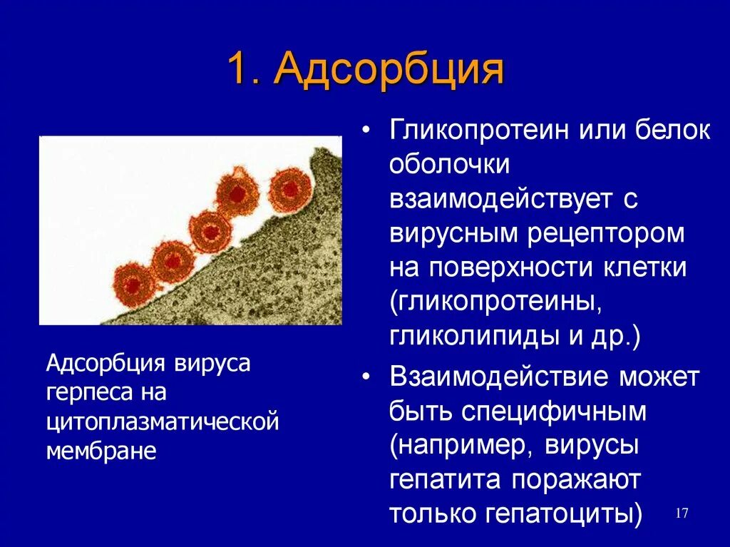 Адсорбция вируса. Прикрепление вируса к клетке адсорбция. Адсорбция вируса на клетке. Адсорбция вируса на поверхность клетки. Адсорбция на клеточной оболочке.