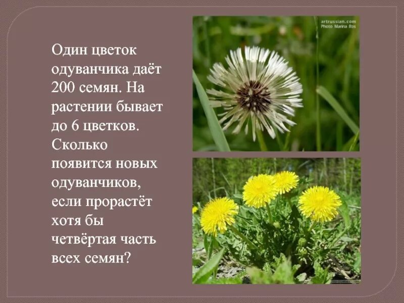 Одуванчик произведение 2 класс. Интересные факты о одуванчике. Сообщение о одуванчике. Рассказ про одуванчик. Доклад про одуванчик.