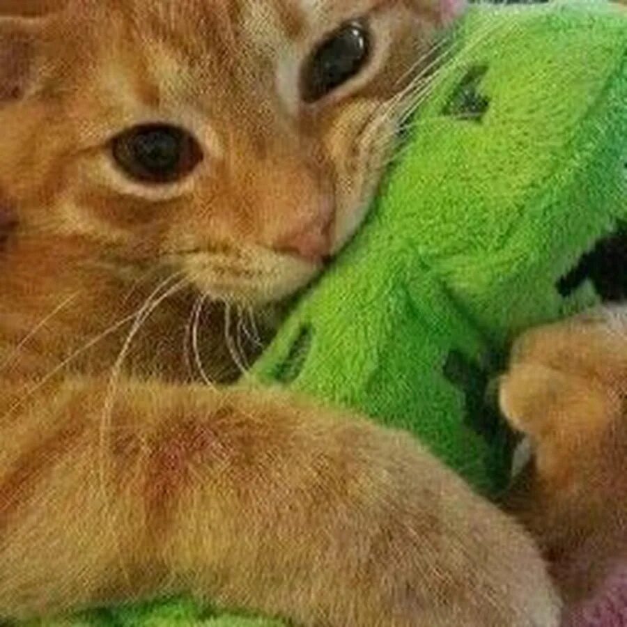 Кот брайана мапса. Тигра брайан мапс. кот тигра брайан мапс. тигра брайана мопса. код тигра брайна мапса.