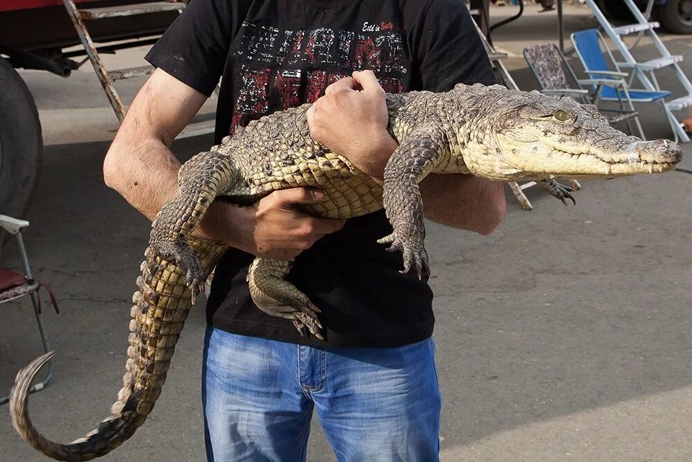Михайловка крокодил. Крокодил в Волгограде. Крокодилы в Волгоградской области. Транспортировка крокодилов.
