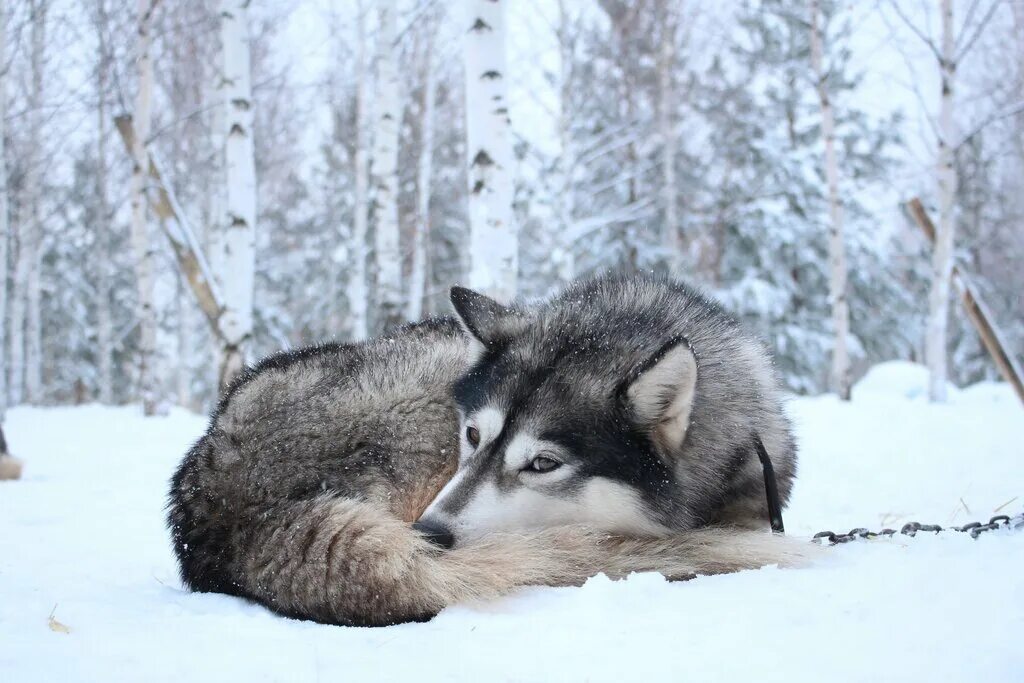 станица раздорская ростовская область. команды для ездовых собак. ладный стан ульяновск. служебные собаки ездовые. погоново полигон воронеж.