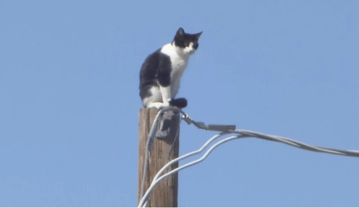 Кошка три дня