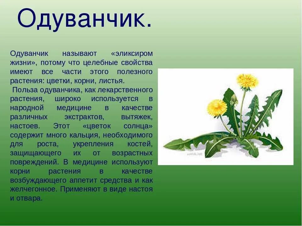 Одуванчик польза для человека отзывы. Лекарственные свойства одуванчика. Свойства лекарственного растения одуванчик. Одуванчик полезное растение. Чем полезен одуванчик.