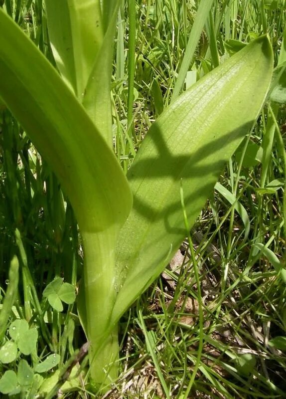 Try plant. Пальчатокоренник Майский. Пальчатокоренник пятнистый. Пальчатокоренник листья. Растение Меркера.