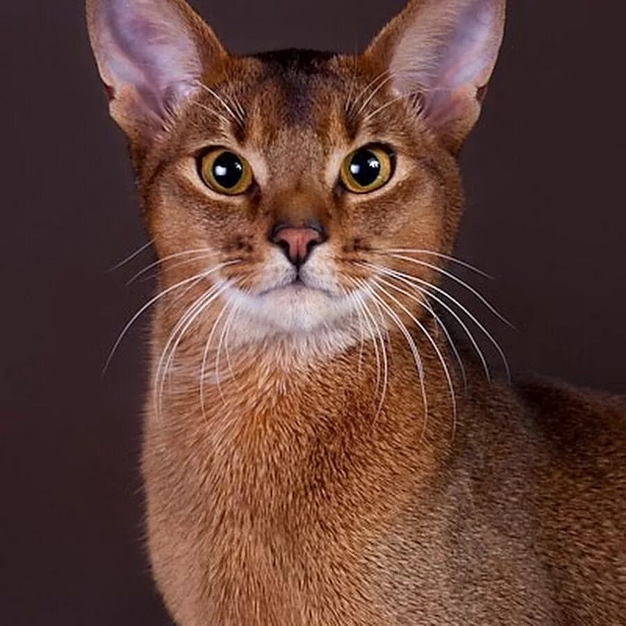 Абиссинская кошка сколько живут. Абиссинская кошка. Кот породы абиссинец. Кошка Египетская абиссинец. Абиссинская короткошерстная.