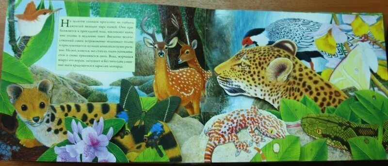 Книга ночной лес. Махаон книга природы звук дикой. Звуки дикой природы. Шум дикой природы. Обложка книги о диких животных из джунглей.