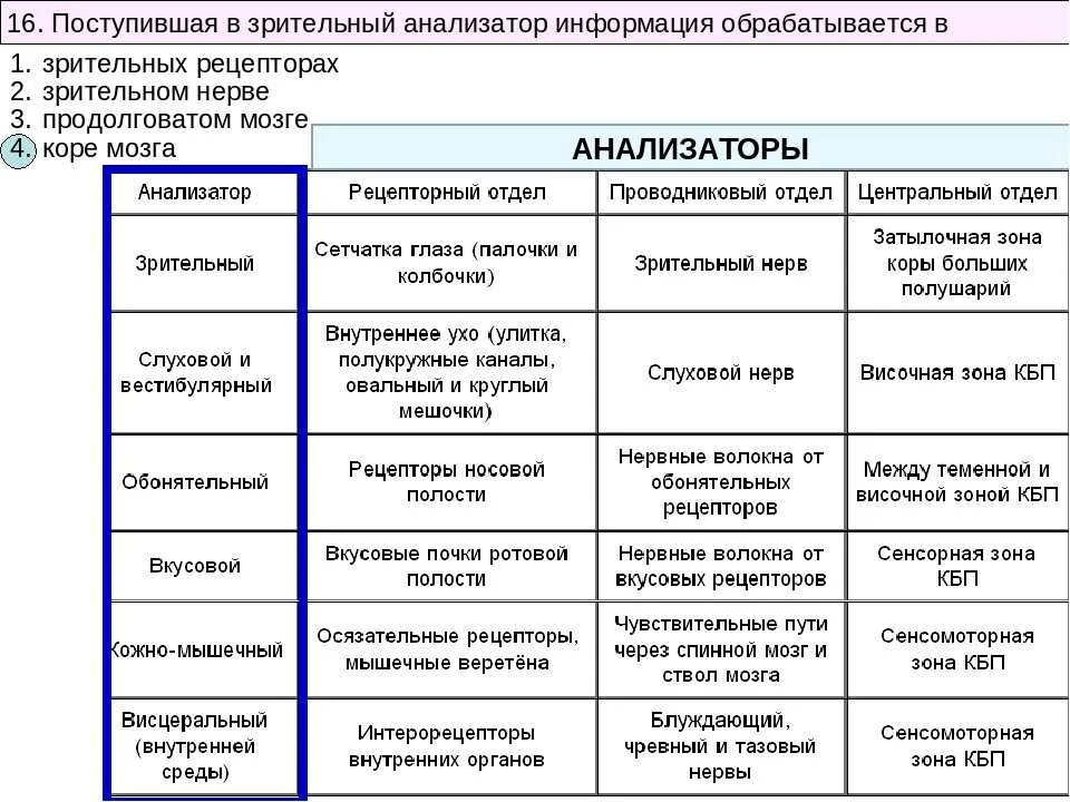 Анализаторы структура и функции. Общая характеристика анализаторов таблица. характеристика отделов зрительного анализатора таблица. строение и функции анализаторов таблица. строение зрительного анализатора таблица.