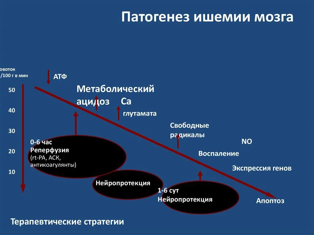 Механизм развития ишемического инсульта. Патогенез ишемического инсульта кратко. Патогенез ишемии мозга. Патогенез инсульта головного мозга. Механизмы развития ишемии