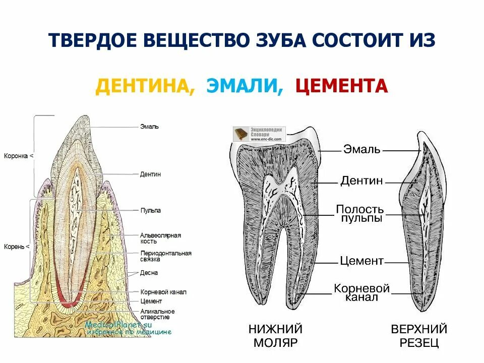 Зубы человека и животных