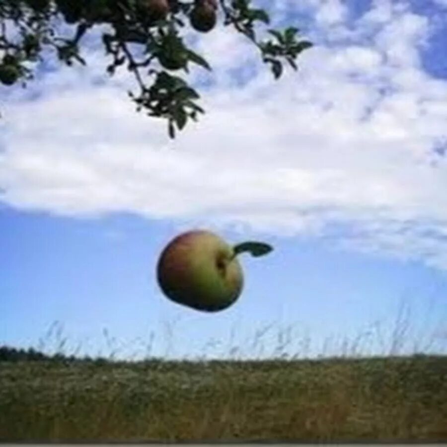 Яблоки не падают никогда отзывы. Яблоко падает на землю. Яблоки на земле. Падающее яблоко. Падение яблока с дерева.