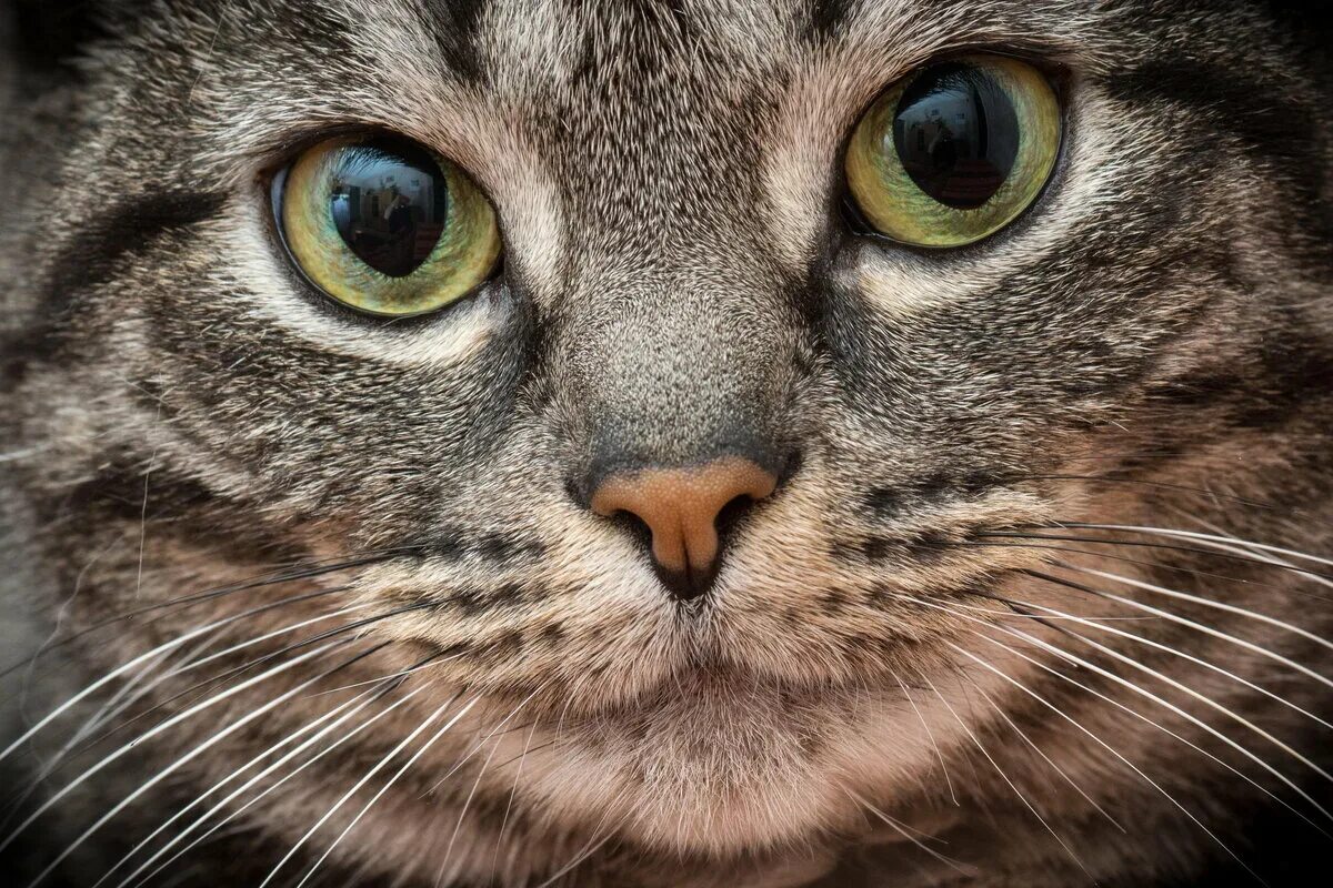 Глазки кошечки. Макросъемка кошек. Кот взгляд. Глаза кошки. Обои кошки.