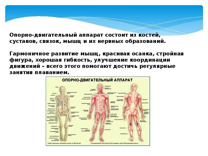 Опорно двигательный аппарат. Опорно-двигательный аппарат презентация. Опорно-двигательный аппарат состоит из. Развитие опорно двигательной системы. Влияние плавания на опорно-двигательный аппарат человека.