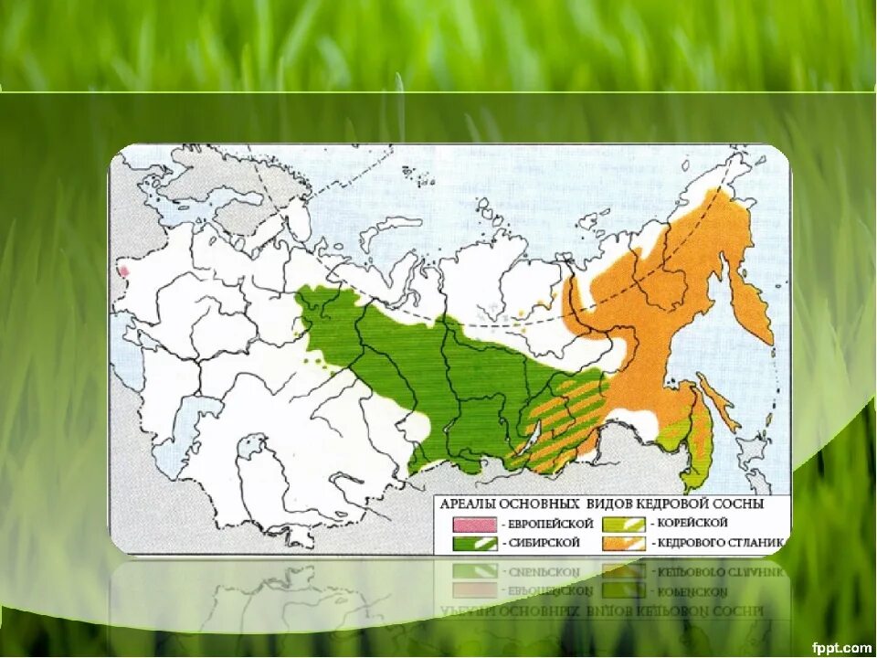 Сосна на карте. Сосна на карте. Сосна на карте. Сосна на карте. Сосна на карте.