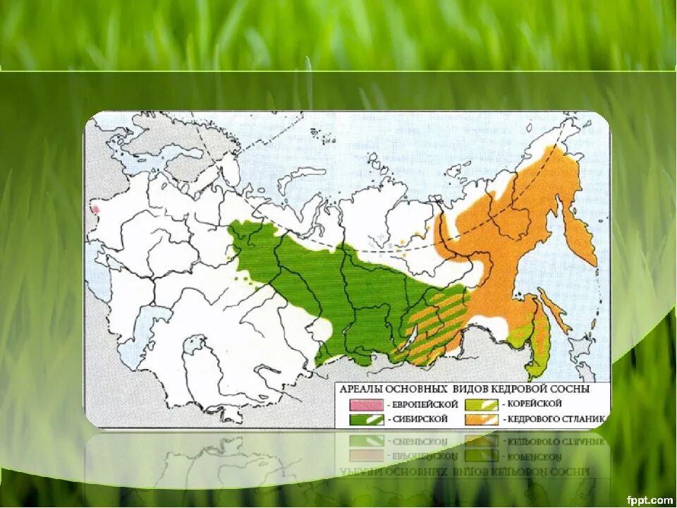 Лиственница сибирская ареал. Сосна Кедровая ареал распространения. Ареал сосны кедровой сибирской. Лиственница Сибирская ареал в России. Ареал обитания лиственницы в России.