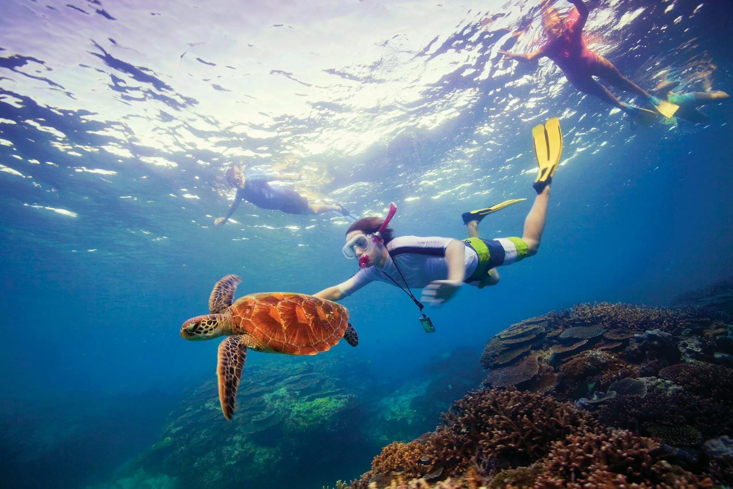 Reef tourism. Сноркелинг большой Барьерный риф. Большой Барьерный риф туристы. Остров кенгуру в Австралии. Австралия туризм.