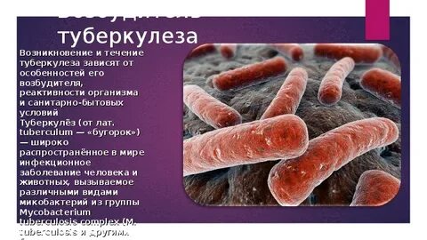 Микобактерии туберкулеза относятся