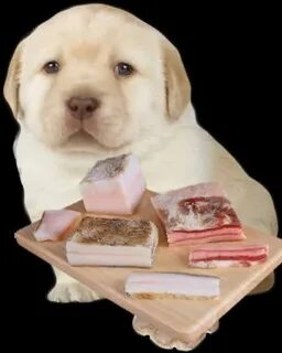Собака сала