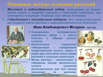 Новые методы получения сортов растений