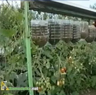 Выращивание помидоров в бутылках