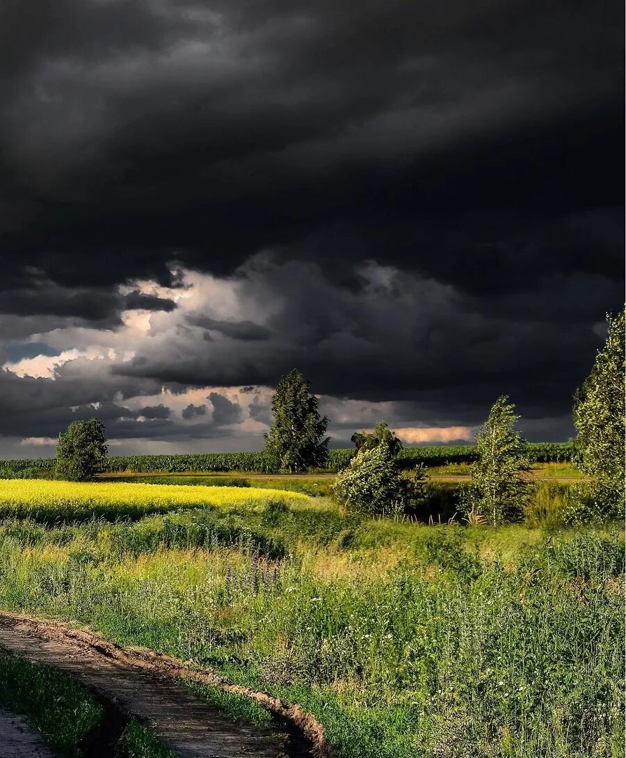 Природа перед грозой. Перед грозой. Лес перед грозой. Лето гроза. Гроза начиналась утром