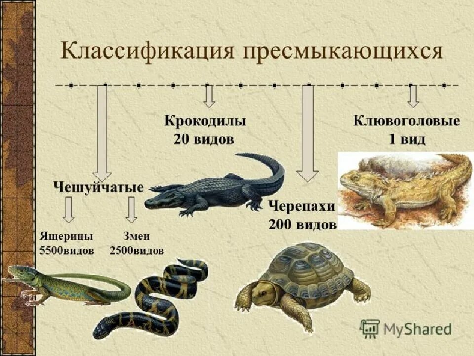 Рептилии класс животных. Класс пресмыкающиеся классификация. класс пресмыкающиесякласификация. классификация животных пресмыкающиеся. классификация рептилий схема.