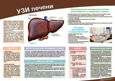 Сдать узи печени