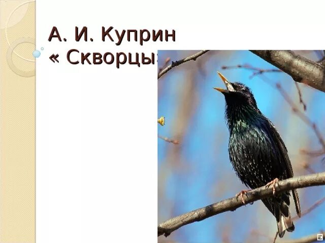 Рассказ скворцы краткое содержание. Куприн скворцы. Произведение Куприна скворцы. Скворец книга.