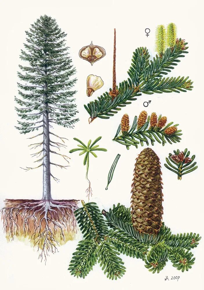 ель европейская фармакогнозия. морфология ели. морфология ели. морфология ели. пихта сибирская ботаника.