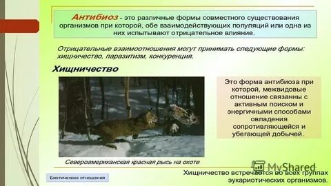 Межвидовой региональный центр
