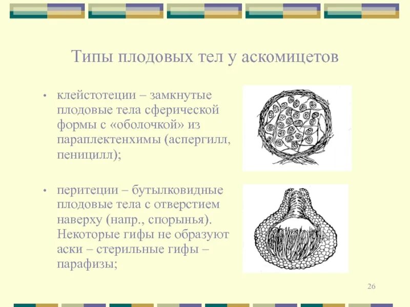 Аскомицеты плодовые тела. Плодовые тела аскомицетов. Плодовые тела аскомицетов. Аскомицеты плодовые тела. Аскомицеты плодовые тела.