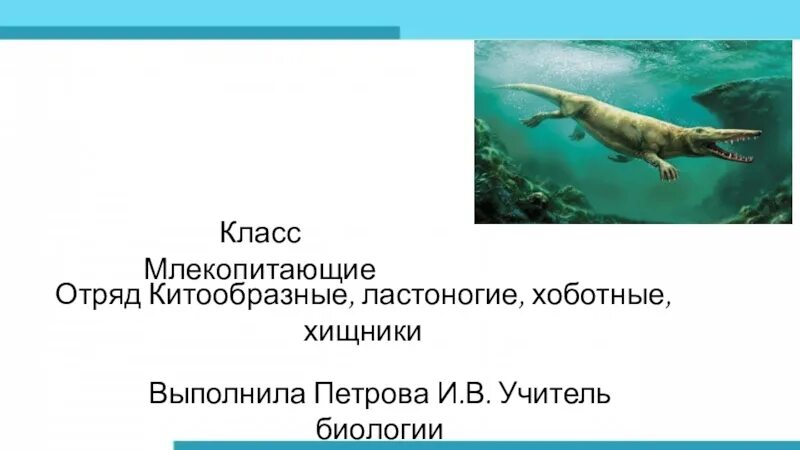 Ластоногие хоботные. Отряд ластоногие и китообразные. китообразные ластоногие хоботные. хищные, ластоногие, китообразные».. китообразные ластоногие хоботные хищные.