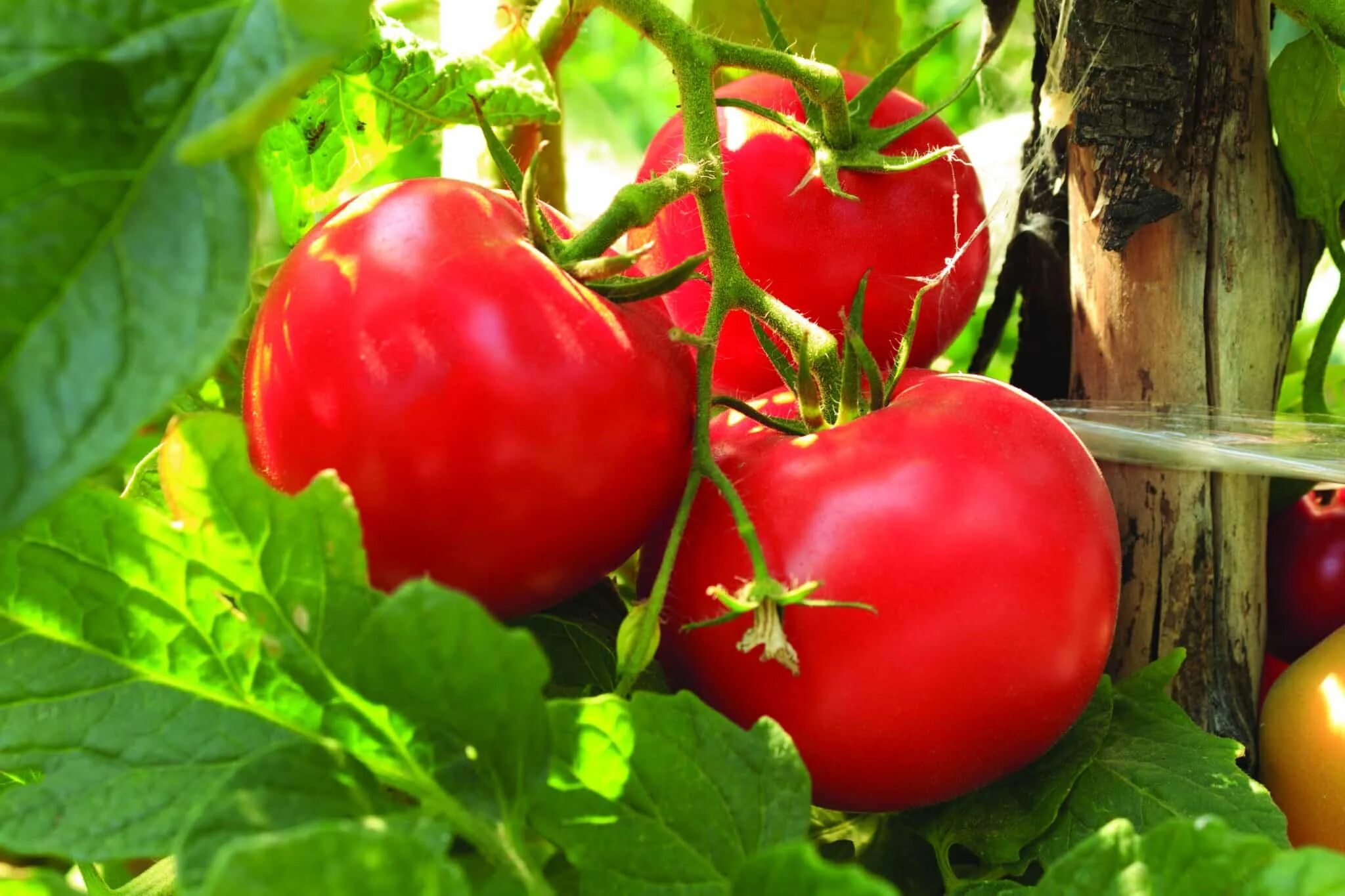 Урожайность томата биф. Томат красная гвардия f1. Сорт томата Парадайз. Томат Беатрис f1. Гибрид Верлиока томат.
