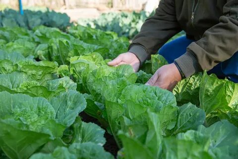 Пекинская капуста на даче
