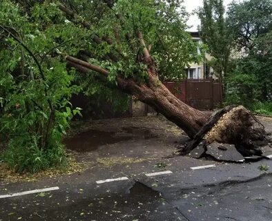 Дерево ураган